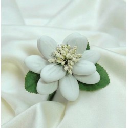 magnolia