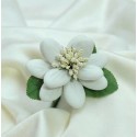 magnolia